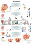 Childbirth - Anatomical Chart